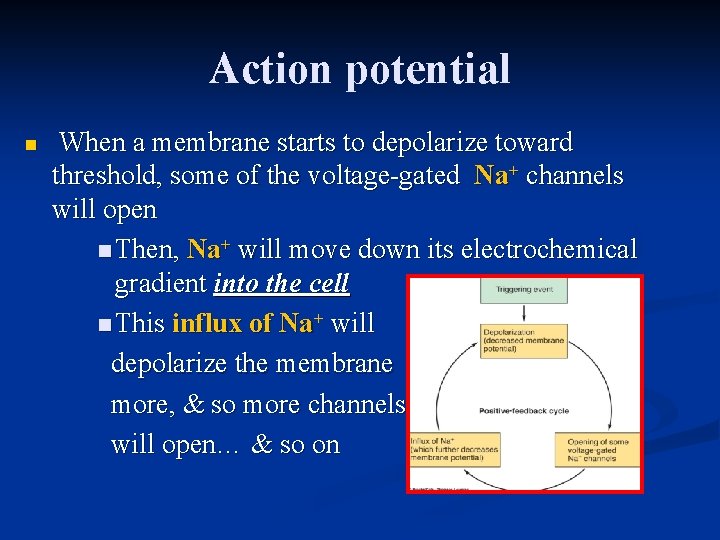 Action potential n When a membrane starts to depolarize toward threshold, some of the