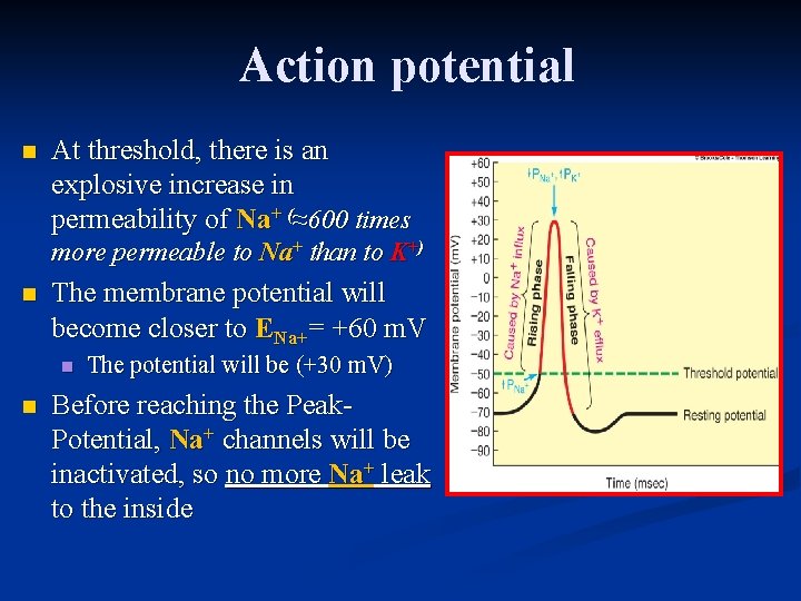 Action potential n At threshold, there is an explosive increase in permeability of Na+