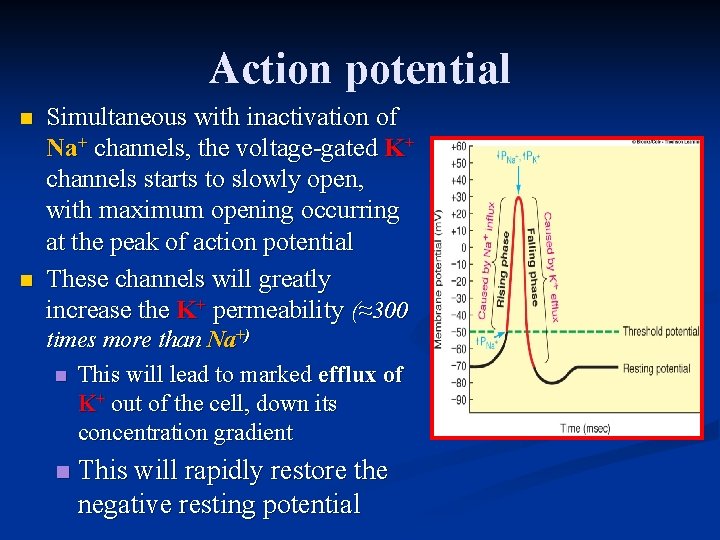 Action potential n n Simultaneous with inactivation of Na+ channels, the voltage-gated K+ channels