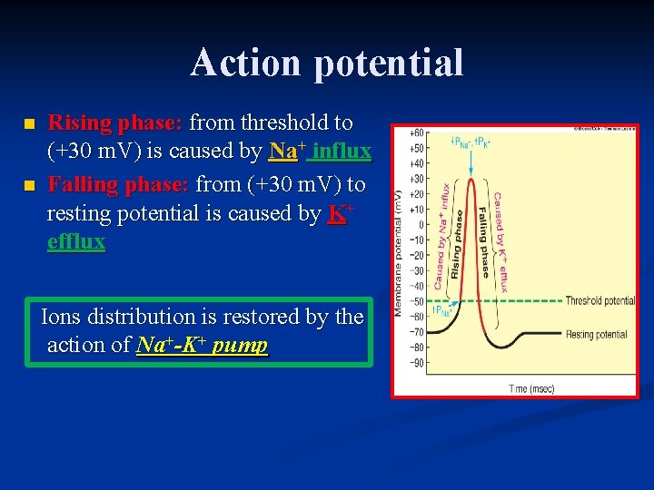 Action potential n n Rising phase: from threshold to (+30 m. V) is caused