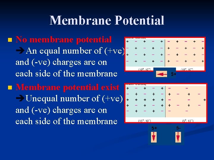 Membrane Potential n n No membrane potential An equal number of (+ve) and (-ve)