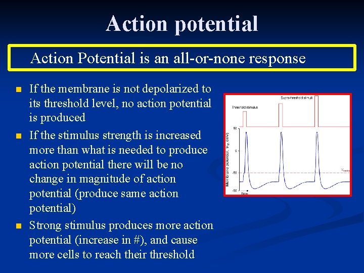Action potential Action Potential is an all-or-none response n n n If the membrane