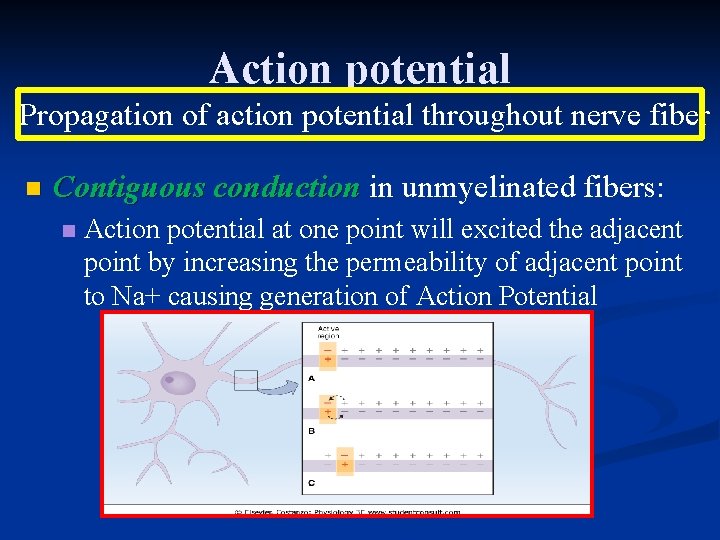 Action potential Propagation of action potential throughout nerve fiber n Contiguous conduction in unmyelinated
