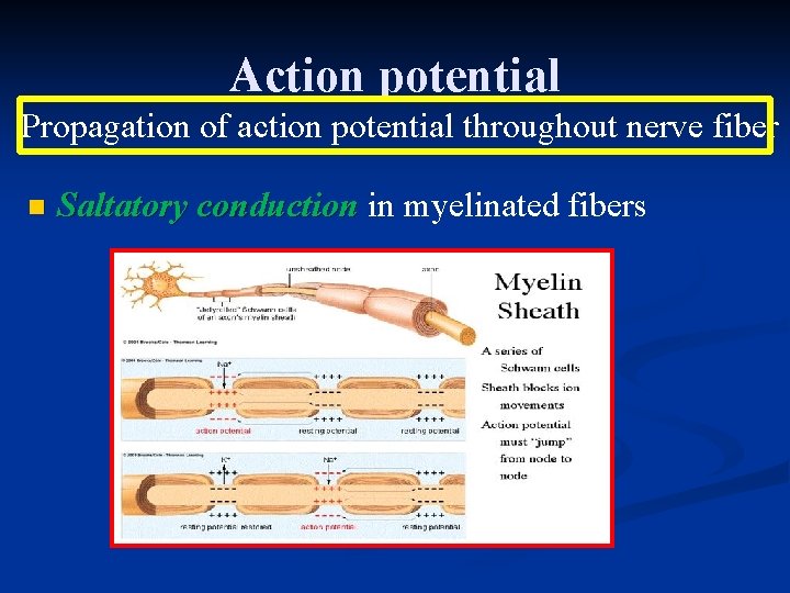 Action potential Propagation of action potential throughout nerve fiber n Saltatory conduction in myelinated