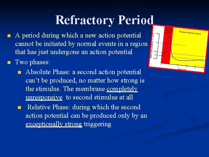 Refractory Period n n A period during which a new action potential cannot be