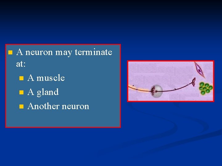 n A neuron may terminate at: n A muscle n A gland n Another