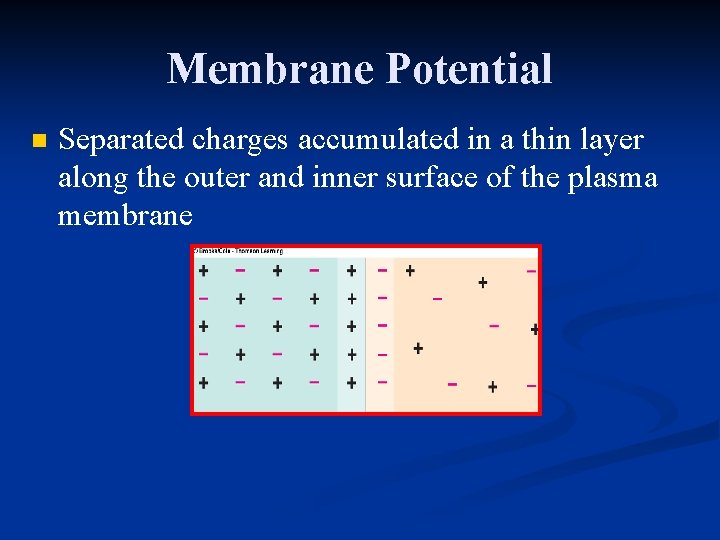 Membrane Potential n Separated charges accumulated in a thin layer along the outer and