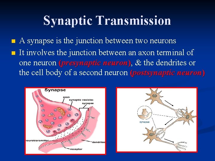 Synaptic Transmission n n A synapse is the junction between two neurons It involves