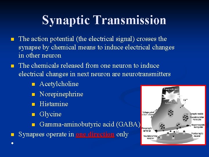 Synaptic Transmission n • The action potential (the electrical signal) crosses the synapse by