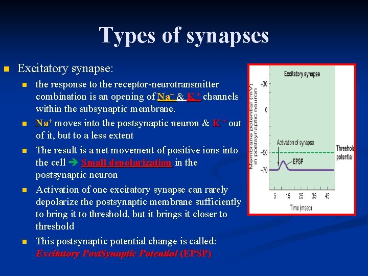 Types of synapses n Excitatory synapse: n n n the response to the receptor-neurotransmitter