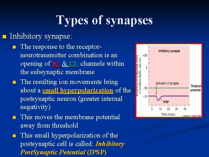 Types of synapses n Inhibitory synapse: n n The response to the receptorneurotransmitter combination
