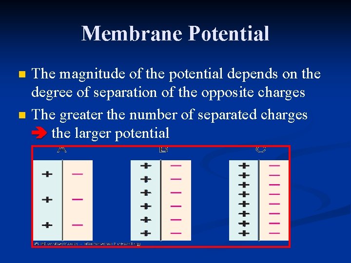 Membrane Potential n n The magnitude of the potential depends on the degree of