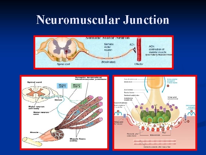 Neuromuscular Junction 