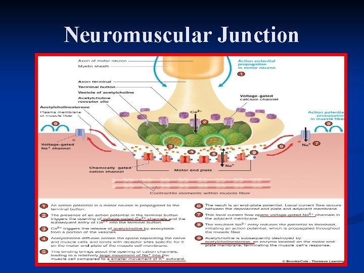 Neuromuscular Junction 