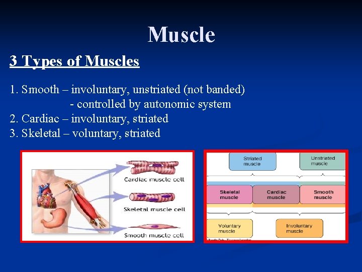 Muscle 3 Types of Muscles 1. Smooth – involuntary, unstriated (not banded) - controlled