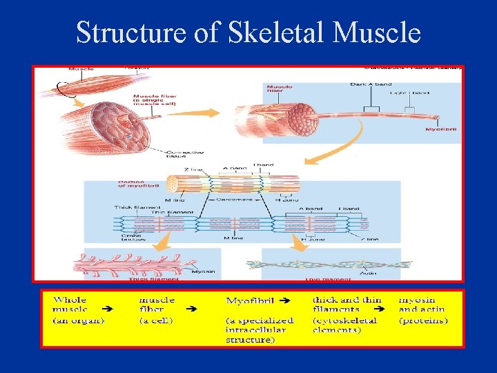 Structure of Skeletal Muscle 