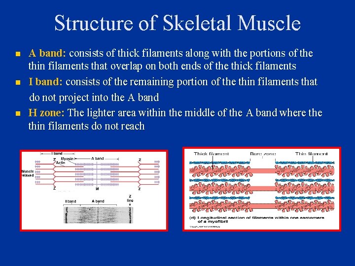 Structure of Skeletal Muscle n n n A band: consists of thick filaments along