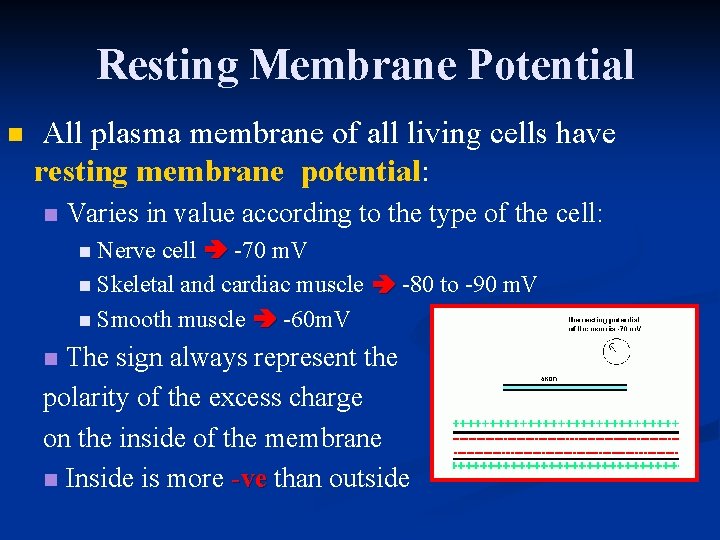 Resting Membrane Potential n All plasma membrane of all living cells have resting membrane