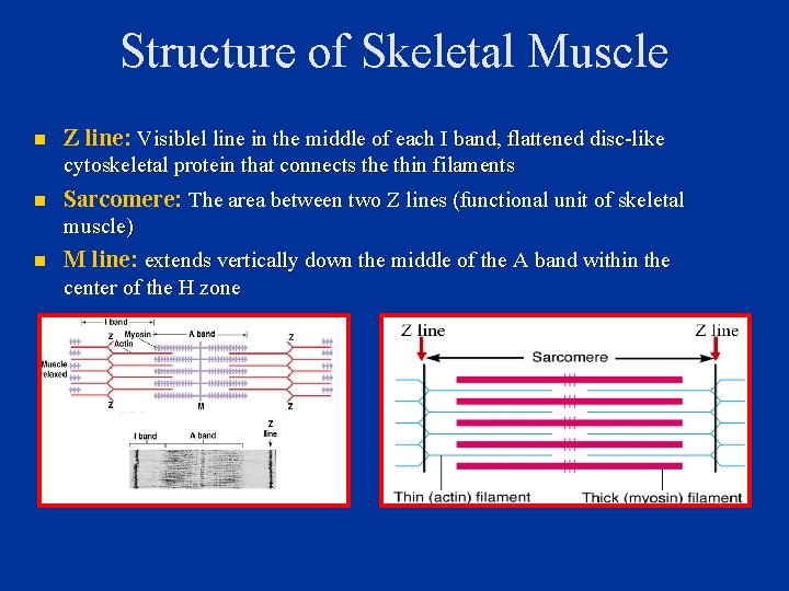 Structure of Skeletal Muscle n Z line: Visiblel line in the middle of each