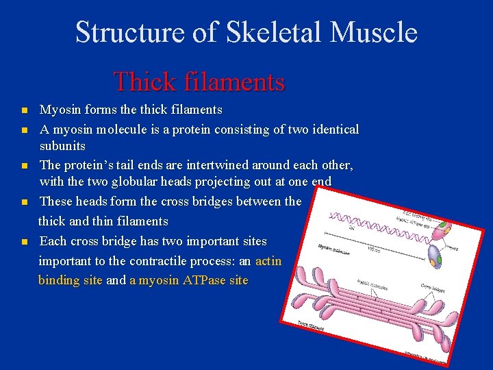 Structure of Skeletal Muscle Thick filaments n n n Myosin forms the thick filaments