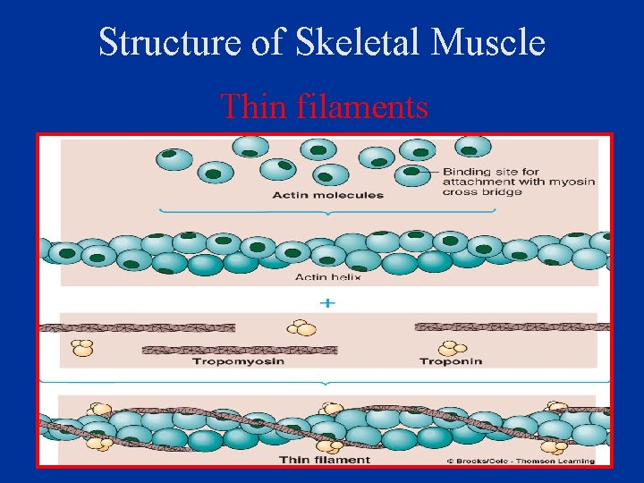 Structure of Skeletal Muscle Thin filaments 