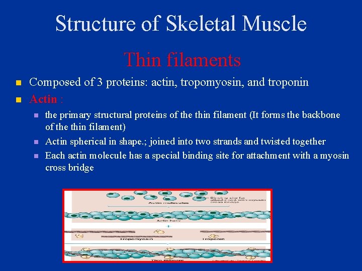 Structure of Skeletal Muscle Thin filaments n n Composed of 3 proteins: actin, tropomyosin,