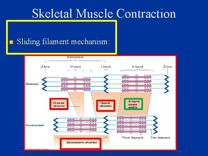 Skeletal Muscle Contraction n Sliding filament mechanism: 