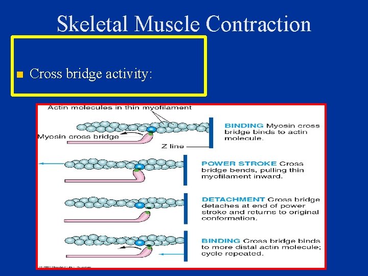 Skeletal Muscle Contraction n Cross bridge activity: 