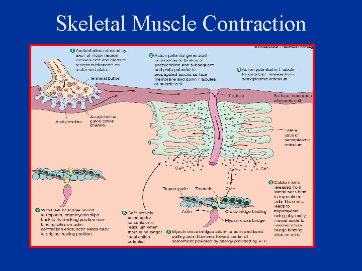 Skeletal Muscle Contraction 