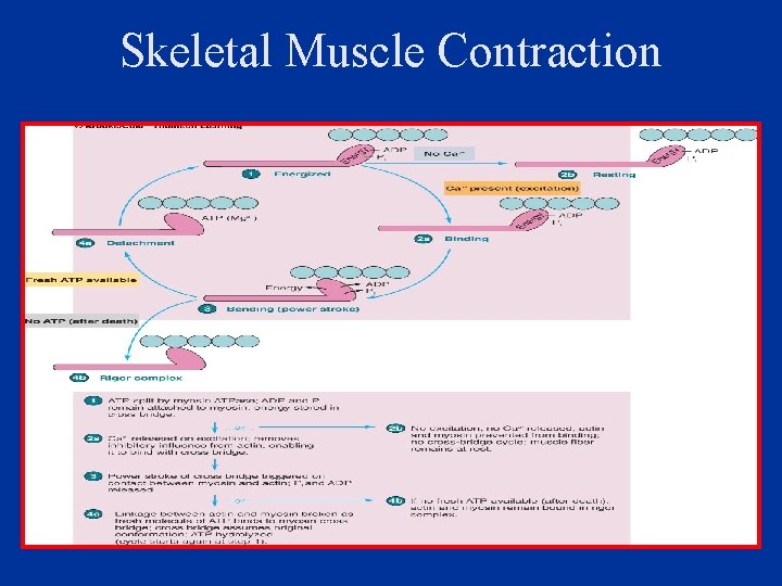 Skeletal Muscle Contraction 