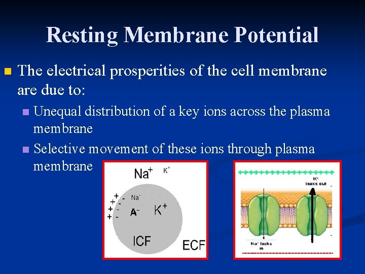 Resting Membrane Potential n The electrical prosperities of the cell membrane are due to:
