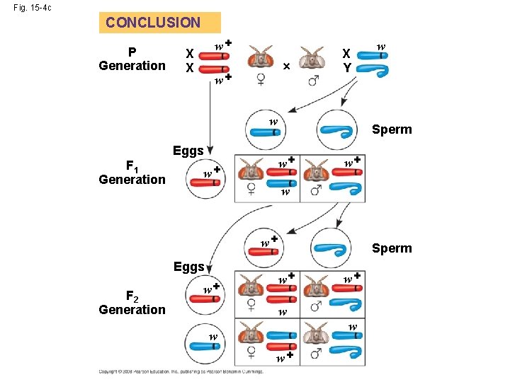 Fig. 15 -4 c CONCLUSION P Generation w+ X X w+ X Y w