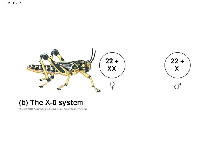 Fig. 15 -6 b 22 + XX (b) The X-0 system 22 + X