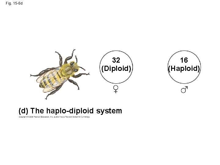 Fig. 15 -6 d 32 (Diploid) (d) The haplo-diploid system 16 (Haploid) 