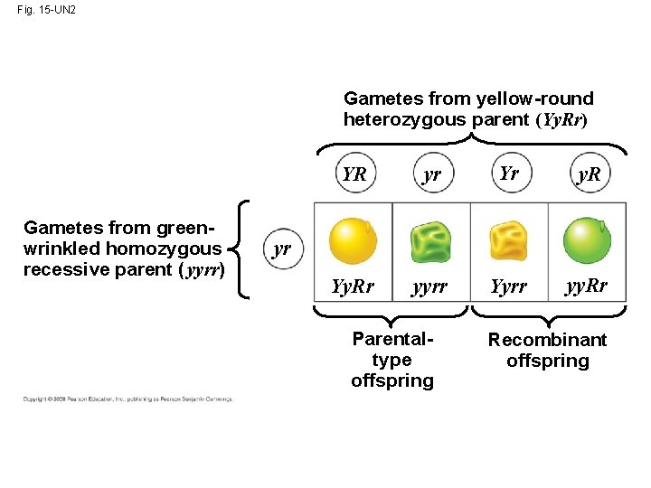Fig. 15 -UN 2 Gametes from yellow-round heterozygous parent (Yy. Rr) Gametes from greenwrinkled