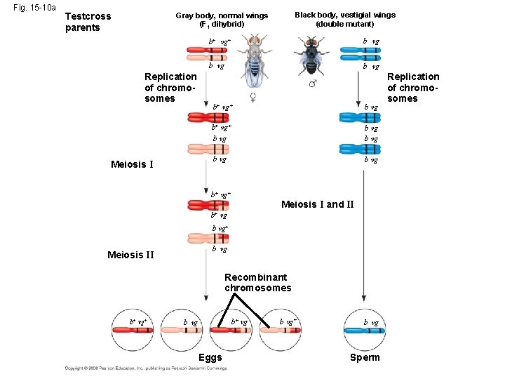 Fig. 15 -10 a Testcross parents Black body, vestigial wings (double mutant) Gray body,