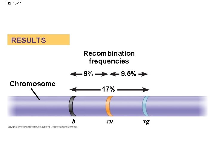 Fig. 15 -11 RESULTS Recombination frequencies 9% Chromosome 9. 5% 17% b cn vg