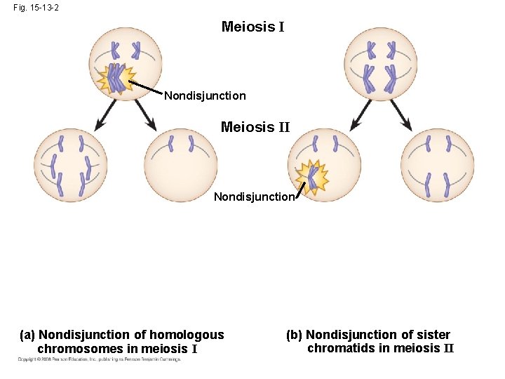 Fig. 15 -13 -2 Meiosis I Nondisjunction Meiosis II Nondisjunction (a) Nondisjunction of homologous