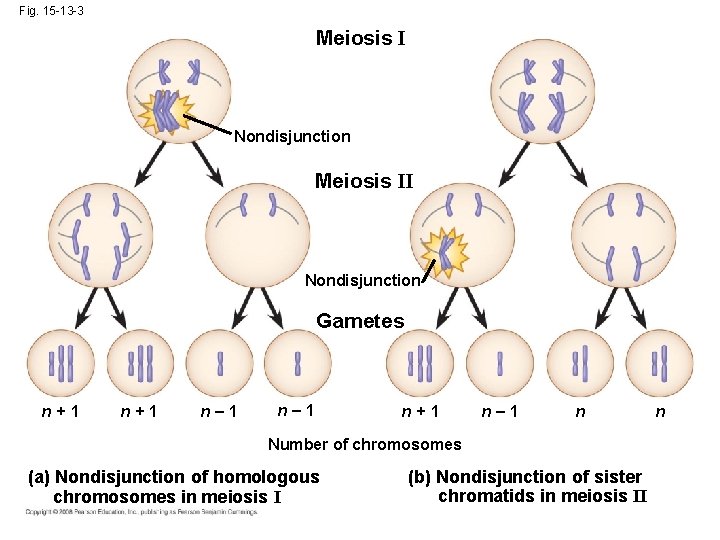 Fig. 15 -13 -3 Meiosis I Nondisjunction Meiosis II Nondisjunction Gametes n+1 n– 1