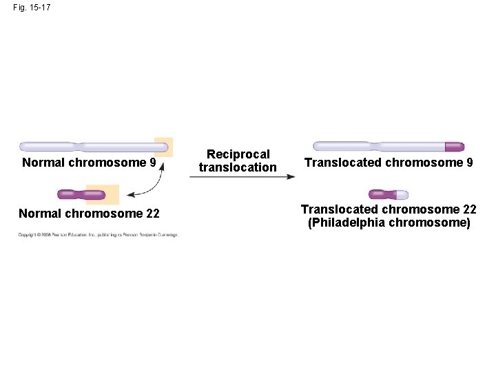 Fig. 15 -17 Normal chromosome 9 Normal chromosome 22 Reciprocal translocation Translocated chromosome 9