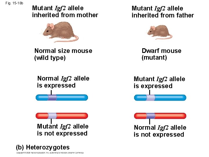 Fig. 15 -18 b Mutant Igf 2 allele inherited from mother Normal size mouse