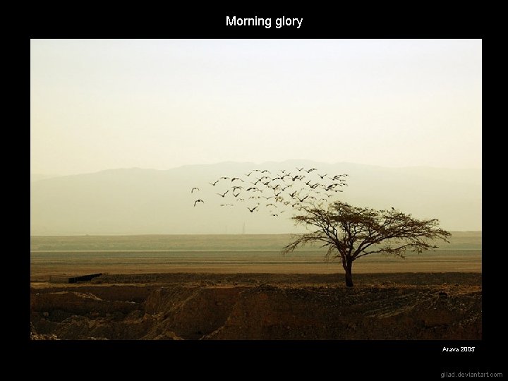 Morning glory Arava 2005 gilad. deviantart. com 