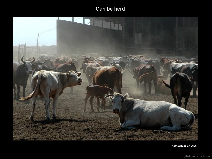 Can be herd Ramat Hagolan 2005 gilad. deviantart. com 