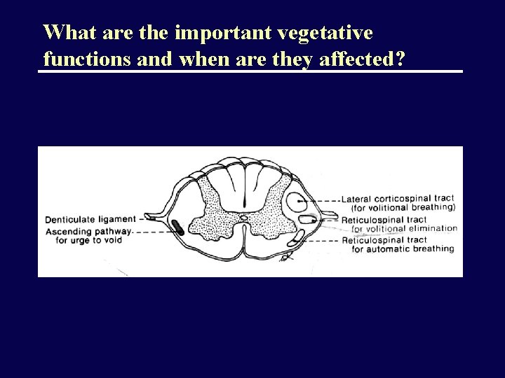 What are the important vegetative functions and when are they affected? 