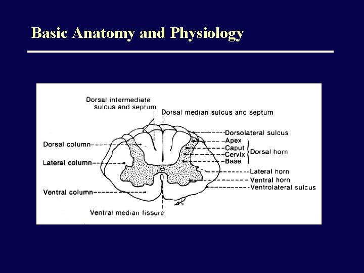 Basic Anatomy and Physiology 