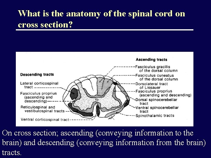 What is the anatomy of the spinal cord on cross section? On cross section;