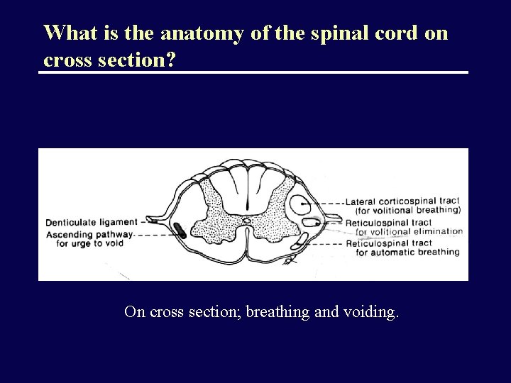 What is the anatomy of the spinal cord on cross section? On cross section;