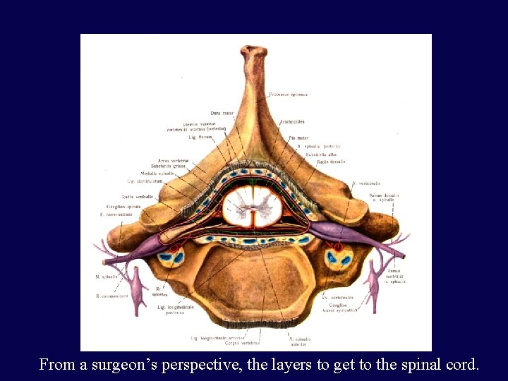 From a surgeon’s perspective, the layers to get to the spinal cord. 
