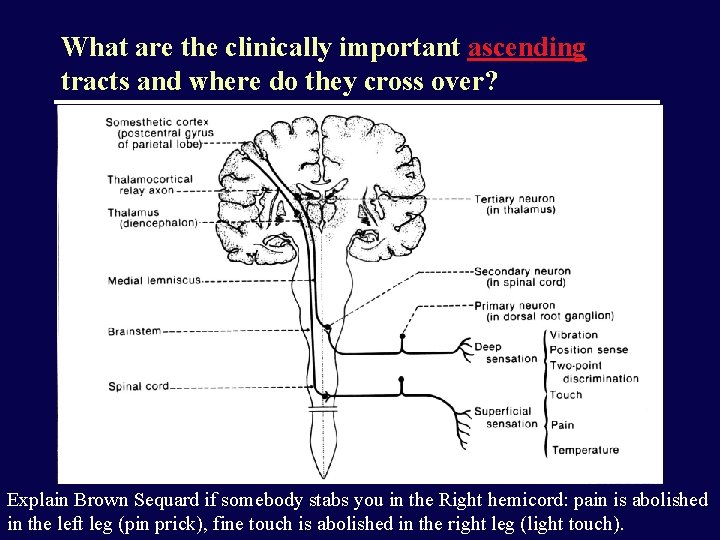 What are the clinically important ascending tracts and where do they cross over? Explain