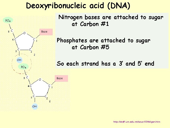 Deoxyribonucleic acid (DNA) Nitrogen bases are attached to sugar at Carbon #1 Phosphates are